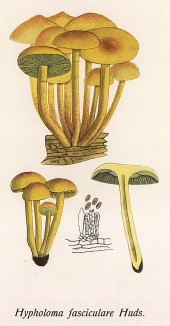 Ложноопёнок серно-жёлтый, Hypholoma fasciculare Huds. (лат.), ядовитый гриб. Дж.Бресадола, Funghi mangerecci e velenosi, т.II, л.158. Тренто, 1933