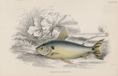 Прохилод двуточечный (Prochilodus binotatus (лат.)) (лист 29 XXXIX тома "Библиотеки натуралиста" Вильяма Жардина, изданного в Эдинбурге в 1860 году)