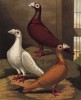 Голуби-драгуны: красный, белый и жёлтый (лондонская порода) (из знаменитой "Книги голубей..." Роберта Фултона, изданной в Лондоне в 1874 году)