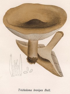 Рядовка, или меланолеука коротконогая, Tricholoma brevipis Bull. (лат.), съедобна. Дж.Бресадола, Funghi mangerecci e velenosi, т.I, л.51. Тренто, 1933
