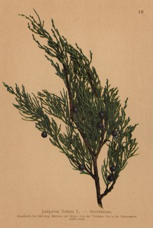 Можжевельник казацкий (Juniperus Sabina (лат.)) (из Atlas der Alpenflora. Дрезден. 1897 год. Том I. Лист 16)