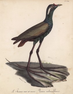 Якана чёрно-зелёная (лист из альбома литографий "Галерея птиц... королевского сада", изданного в Париже в 1825 году)
