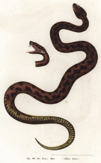 Гадюка Peliаs berus (лат.) (из Naturgeschichte der Amphibien in ihren Sämmtlichen hauptformen. Вена. 1864 год)