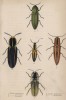 Жуки-щелкуны (1. Elater noctilucus 2. E. Porcatus 3. E. lineatus 4. E. Suturalis 5. E. Distincus (лат.)) (лист 7 XXXV тома "Библиотеки натуралиста" Вильяма Жардина, изданного в Эдинбурге в 1843 году)