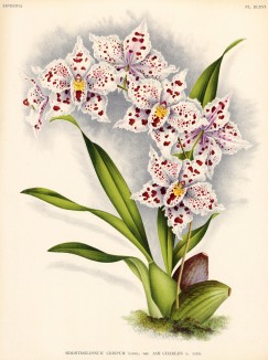 Орхидея ODONTOGLOSSUM CRISPUM AMI CHARLES (лат.) (лист DLXVI Lindenia Iconographie des Orchidées - обширнейшей в истории иконографии орхидей. Брюссель, 1897)