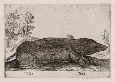 Крот (лист из альбома Nova raccolta de li animali piu curiosi del mondo disegnati et intagliati da Antonio Tempesta... Рим. 1651 год)