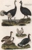 Страусы, куры и индюк. По мотивам гравюр Джорджа Эдвардса. A Natural History of Uncommon Birds, and of Some Other Rare and Undescribed Animals, Quadrupeds, Reptiles, Fishes... Лондон, 1838