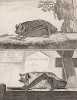 Летучие мыши: вечерница (вверху) и la serotine (фр.) (лист XVIII иллюстраций к восьмому тому знаменитой "Естественной истории" графа де Бюффона, изданному в Париже в 1760 году)