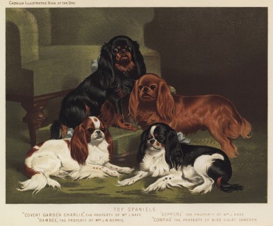 Английские тойспаниели (из "Книги собак" Веро Шоу, украшенной великолепными иллюстрациями Чарльза Барбера. Лондон. 1881 год)