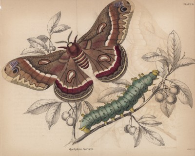 Гусеница, а через 14 дней мотылёк Hyalephora Cecropia (лат.) (лист 11 XXXVII тома "Библиотеки натуралиста" Вильяма Жардина, изданного в Эдинбурге в 1843 году)