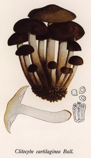 Говорушка хрящеватая, Clitocube cartilaginea Bull. (лат.). Дж.Бресадола, Funghi mangerecci e velenosi, т.I, л.57. Тренто, 1933