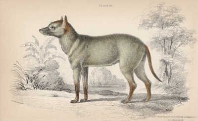 Собака Азара, или крабоед (Dusicyon Silvestris (лат.)), обитающая в Суринаме (лист 25 тома IV "Библиотеки натуралиста" Вильяма Жардина, изданного в Эдинбурге в 1839 году)