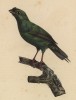 Самочка-манакин из Бразилии (лист из альбома литографий "Галерея птиц... королевского сада", изданного в Париже в 1822 году)