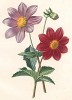 Георгин (далия) из Flore pittoresque dediée Aux Dames par A. Chazal... Париж. 1820 год. В 2000 году комплект этих лучших в истории французской книги начала XIX века ботанических иллюстраций был продан на аукционе "Кристи" за 209.462 $