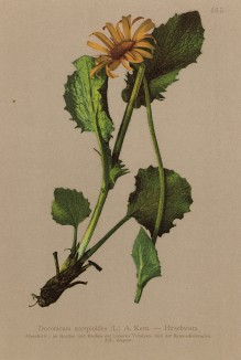 Дороникум скорпионовидный (Doronicum scorpiodes (лат.)) (из Atlas der Alpenflora. Дрезден. 1897 год. Том V. Лист 465)