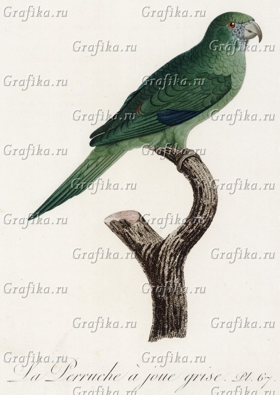 Серощёкий тонкоклювый попугай (Ланглуа Пьер Габриэль, 1801) — гравюры и  репродукции на Grafika.ru