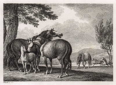 Кони и жеребята. Офорт Вильяма Хоуитта из серии The British Sportsman. Лондон, 1799