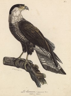 Каракара (Polyborus vilgaris (лат.)) (лист из альбома литографий "Галерея птиц... королевского сада", изданного в Париже в 1822 году)