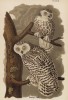 Совы полярные (Nyctea nyctea) (лист 88 известной работы Бенджамина Уоррена "Птицы Пенсильвании", иллюстрированной по мотивам оригиналов Джона Одюбона. США. 1890 год)