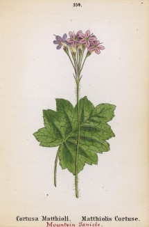 Кортуза Маттиоли (Cortusa Matthioli (лат.)) (лист 359 известной работы Йозефа Карла Вебера "Растения Альп", изданной в Мюнхене в 1872 году)