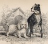 Пудель и бульдог в начале XIX века (Canis Anglicus (лат.)) (лист 20 тома V "Библиотеки натуралиста" Вильяма Жардина, изданного в Эдинбурге в 1840 году)