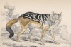Чепрачный шакал (Thous mesomelas (лат.)), обитающий в Южной Африке (лист 12 тома IV "Библиотеки натуралиста" Вильяма Жардина, изданного в Эдинбурге в 1839 году)
