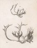 Рожки и рога (лист XI иллюстраций к двенадцатому тому знаменитой "Естественной истории" графа де Бюффона, изданному в Париже в 1764 году)