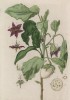 Баклажан (Solanum melongena (лат.) — овощная культура из рода паслён. На юге России баклажаны называют синенькими. Видовое название — melongena -- от санскритского vatin ganah (лист 549 "Гербария" Элизабет Блеквелл, изданного в Нюрнберге в 1760 году)
