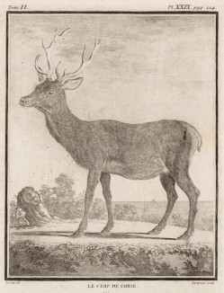 Корсиканский олень (лист XXIX иллюстраций ко второму тому знаменитой "Естественной истории" графа де Бюффона, изданному в Париже в 1749 году)