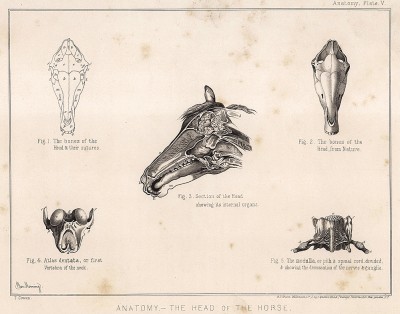 Анатомия лошади. Голова. The Book of Field Sports and Library of Veterinary Knowledge. Лондон, 1864