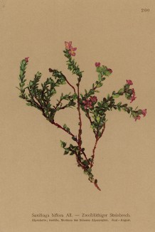 Камнеломка двухцветковая (Saxifraga biflora (лат.)) (из Atlas der Alpenflora. Дрезден. 1897 год. Том II. Лист 200)