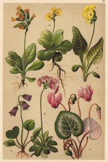 Первоцвет лекарственный (Primula officinalis), первоцвет высокий (Primula elatior), первоцвет мучнистый (Primula farinosa), аврикула (Primula Auricula), сольданелла альпийская (Soldanella alpina), дряква европейская (Cyclamen europaeum)