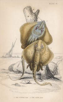 1. Звездчатый скат 2. Морской кот, или обыкновенный хвостокол (1. Raiia radiata 2. Trygon pastinacea (лат.)) (лист 31 XXXIII тома "Библиотеки натуралиста" Вильяма Жардина, изданного в Эдинбурге в 1843 году)