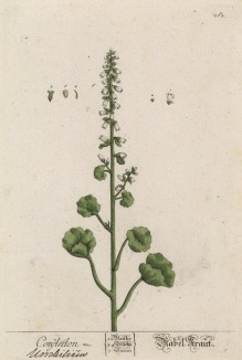 Котиледон -- высокодекоративное растение родом из Африки (лист 263 "Гербария" Элизабет Блеквелл, изданного в Нюрнберге в 1757 году)