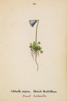 Сольданелла малая (Soldanella minima (лат.)) (лист 363 известной работы Йозефа Карла Вебера "Растения Альп", изданной в Мюнхене в 1872 году)