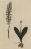 Орхидея Satyrium Officinarum (лат.) (лист 588 "Гербария" Элизабет Блеквелл, изданного в Нюрнберге в 1760 году)