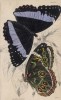 Бабочка Morpho Helenor (лат.) (лист 21 XXXVI тома "Библиотеки натуралиста" Вильяма Жардина, изданного в Эдинбурге в 1837 году)