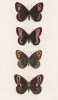 Бабочки рода Erebia (чернушки) Blandina (1), Euryale (2), Neoridas (3), ligea (4) (лат.) (лист 37)