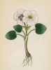 Лютик белорозолистный (Ranunculus parnassifolius (лат.)) (лист 19 известной работы Йозефа Карла Вебера "Растения Альп", изданной в Мюнхене в 1872 году)