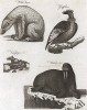 Белый медведь, гриф, летучая мышь и морж. Encyclopaedia Britannica, л.DX. Лондон, 1795