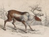 Североамериканский олень, или карибу (Rangifer tarandus (лат.)) (лист 6 тома XI "Библиотеки натуралиста" Вильяма Жардина, изданного в Эдинбурге в 1843 году)