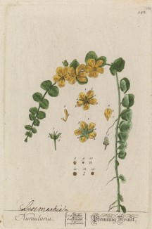 Вербейник монетчатый (Lysimachia numularia (лат.)) (лист 542 "Гербария" Элизабет Блеквелл, изданного в Нюрнберге в 1760 году)
