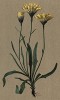 Ястребинка длиннокермеколистная (Hieracium staticifolium (лат.)) (из Atlas der Alpenflora. Дрезден. 1897 год. Том V. Лист 500)
