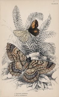 Ночные бабочки 1. Angerona prunaria 2. Alcis scolopacea (лат.) (лист 28 XXXVII тома "Библиотеки натуралиста" Вильяма Жардина, изданного в Эдинбурге в 1843 году)