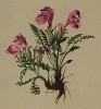 Мытник парный (Pedicularis geminata (лат.)) (из Atlas der Alpenflora. Дрезден. 1897 год. Том IV. Лист 392)
