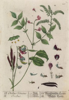 Листья, соцветия и семена душистого горошка (лист 208 "Гербария" Элизабет Блеквелл, изданного в Нюрнберге в 1757 году)