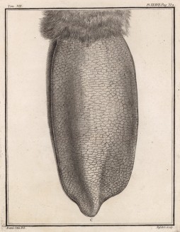 Чьё-то нечто (лист XXXVII иллюстраций к седьмому тому знаменитой "Естественной истории" графа де Бюффона, изданному в Париже в 1758 году)