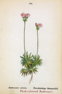 Проломник мясистый пурпурно-красный (Androsace carnea (лат.)) (лист 342 известной работы Йозефа Карла Вебера "Растения Альп", изданной в Мюнхене в 1872 году)