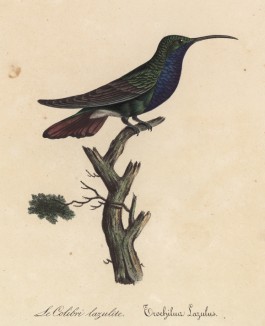 Голубая колибри (лист из альбома литографий "Галерея птиц... королевского сада", изданного в Париже в 1825 году)