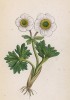 Лютик белый (снежный, арктический) (Ranunculus glacialis (лат.)) (лист 13 известной работы Йозефа Карла Вебера "Растения Альп", изданной в Мюнхене в 1872 году)